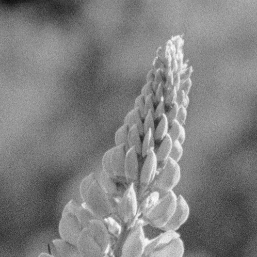 Flower Detail